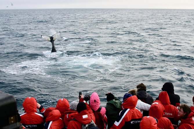 The Original Classic Whale Watching from Reykjavik - The Importance of Timing and Seasonality