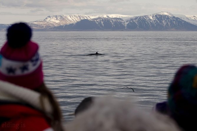 The Original Classic Whale Watching from Reykjavik - The Cost and Value of the Tour