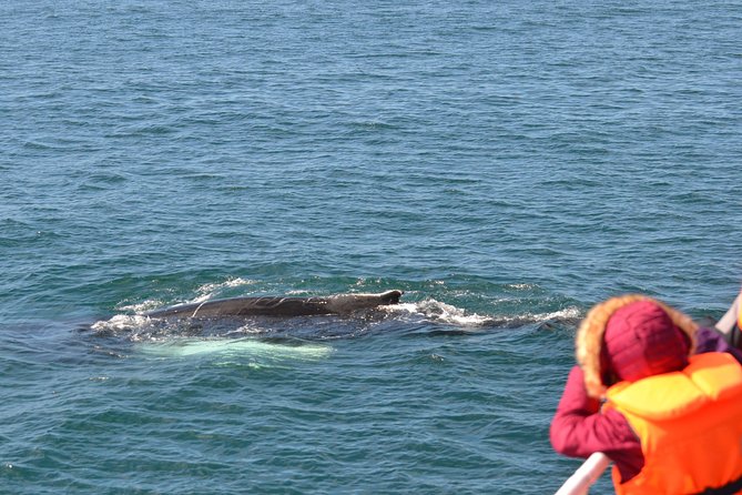 The Original Classic Whale Watching from Reykjavik - Accessibility and Considerations for Travelers