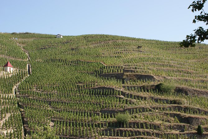 The Original Syrah Wine Tour (2:00 pm - 6:30 pm) - Small Group Tour from Lyon - Meet Your Guide at Lyon’s Bellecour Square