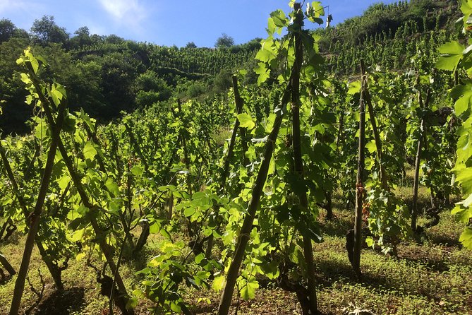 The Original Syrah Wine Tour (2:00 pm - 6:30 pm) - Small Group Tour from Lyon - Tasting at Chavanay: First Family Winery Visit