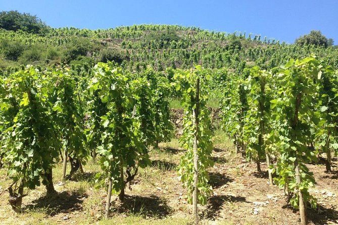 The Original Syrah Wine Tour (9:00 am - 1:30 pm) - Small Group Tours from Lyon - The Viognier Connection in Condrieu and Malleval