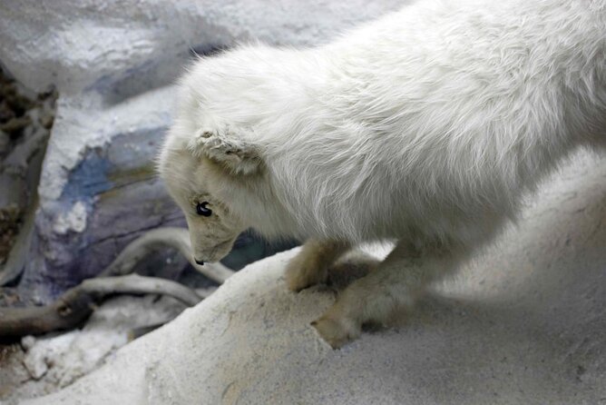 The Paris of the North: A Self-Guided Walking Tour of Tromsø - Explore Tromsø with a Self-Guided Walking Tour for Just $6.99