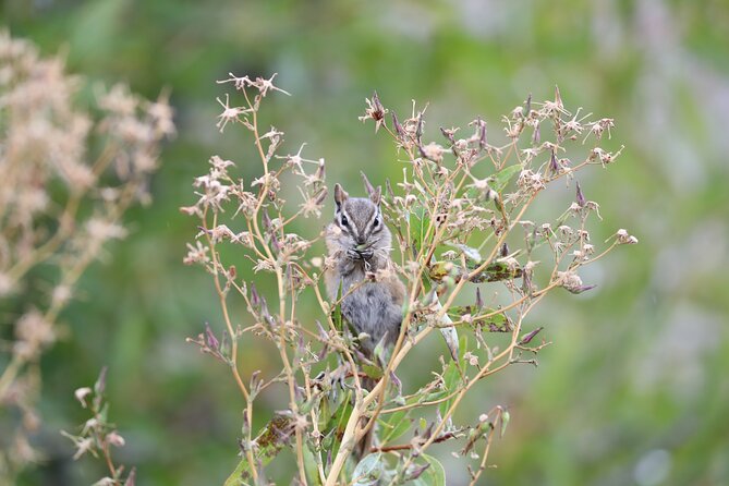 The Premier Wildlife Tours in Rocky Mountain National Park - Physical Requirements and Comfort