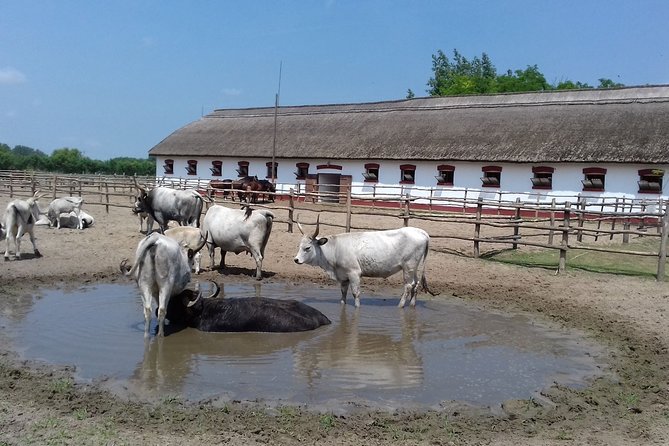 The "Puszta" Horse Show - Optional Horseback Riding: An Authentic Connection to the Puszta