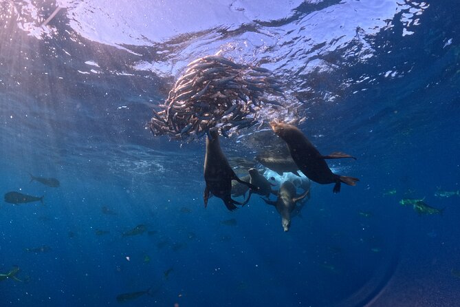 The Race of the Sardine - The Natural Spectacle: Sardine Migration and Predator Frenzy