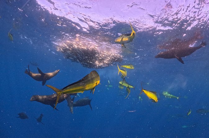 The Race of the Sardine - Practicalities: Meeting Points, Group Size, and Physical Demands