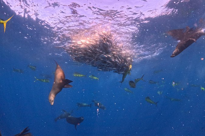 The Race of the Sardine - The Ethical Approach and Environmental Responsibility