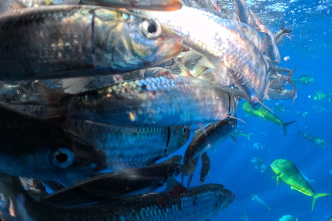 The Race of the Sardine - The Food and Beverage Aspect: Lunch Included
