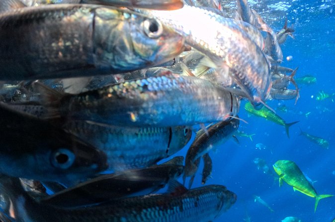 The Race of the Sardine - Booking, Cancellation, and Weather Considerations