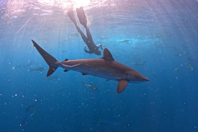 The Race of the Sardine - Why Choose the Race of the Sardine?