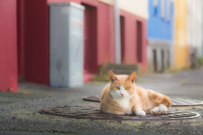 The Reykjavik Cat Walking Tour - Key Points