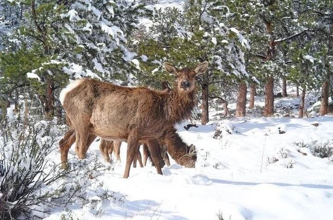 The Rocky Mountain National Park Winter Safari Tour - Accessibility and Physical Requirements