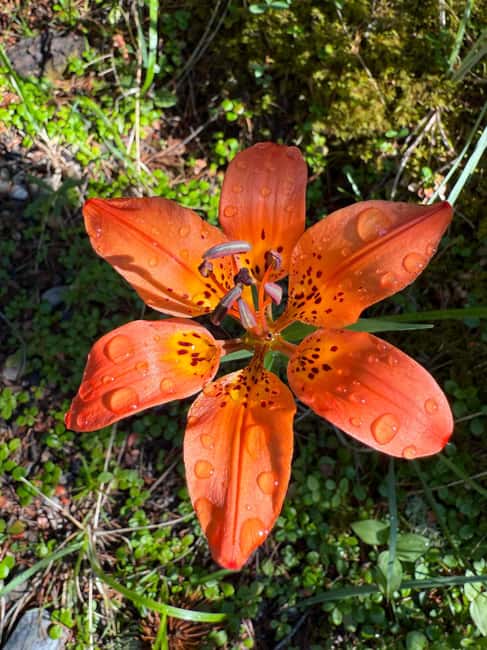 The Sacred Mountains Of Banff And Canmore Walking Tour - The Scenic Bow River Flats and Panoramic Mountain Views