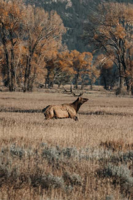 The Sacred Mountains Of Banff And Canmore Walking Tour - Wildlife and Ecosystem Richness Along the River