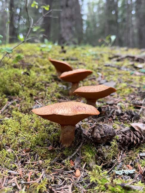 The Sacred Mountains Of Banff And Canmore Walking Tour - A Mindful Walk with Reflection and Connection