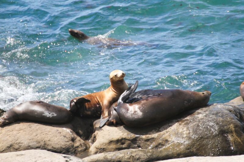 The San Diego Highlights Tour - Discover San Diego’s Best in a 7-Hour Highlights Tour