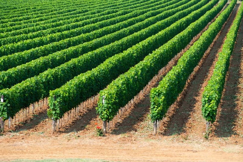 The Selections: visit and tasting in the Bolgheri Doc region - Practical Details and Additional Options