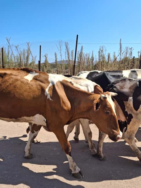 The Super Team : Akamas & Avakas Jeep Safari from Paphos - Lunch Break in Latchi Port