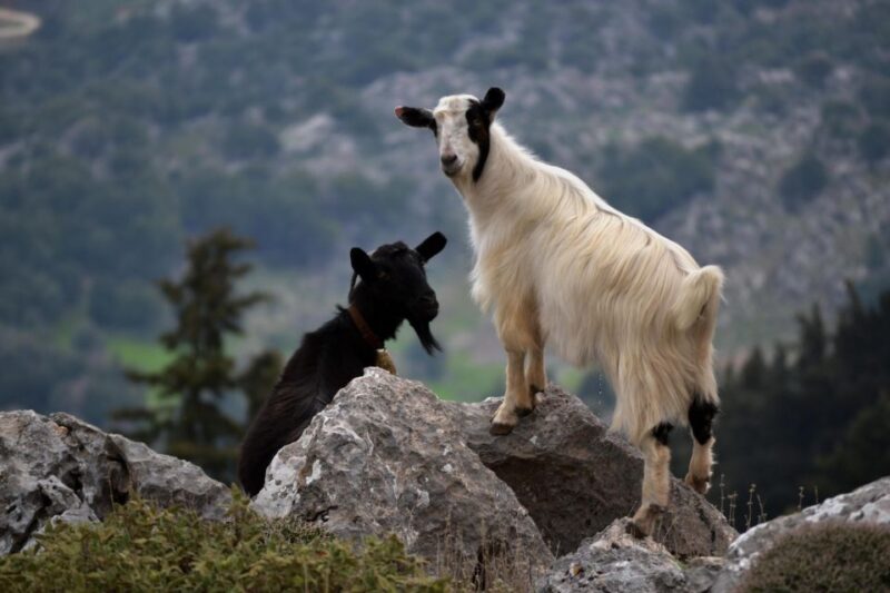 The Theriso Gorge and Village E-Bike Adventure - Why Choose This Tour: Unique Benefits and Considerations