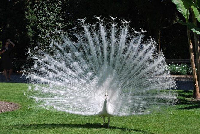 The three Borromean Islands with a private tour guide - Key Points