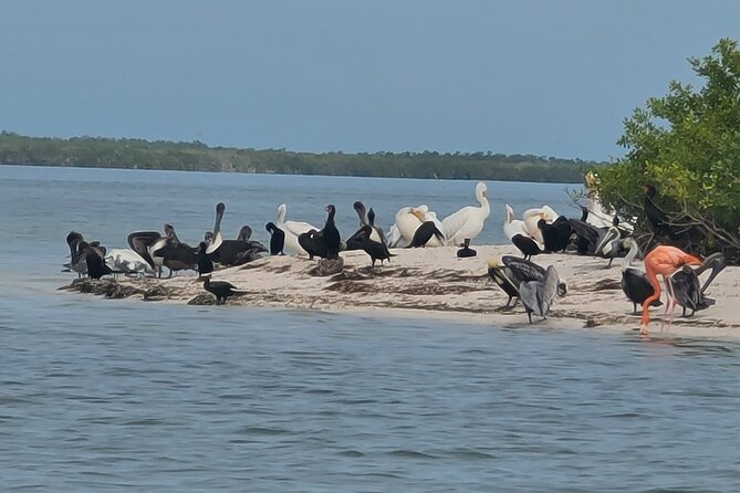 The Three Islands Tour Explore Holbox's Natural Wonders - Final Thoughts on the Three Islands Tour in Holbox