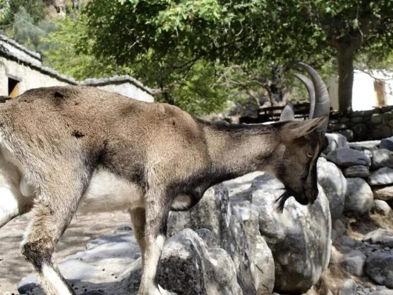 The Unique Tour of Samaria Gorge - The Wonder of the White Mountains Largest Gorge