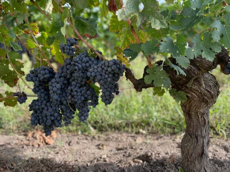 The vertical at Château Cruzeau - Why This Tour Stands Out Among Similar Experiences