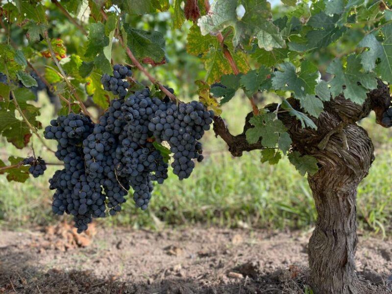 The vertical at Château Cruzeau - Frequently Asked Questions