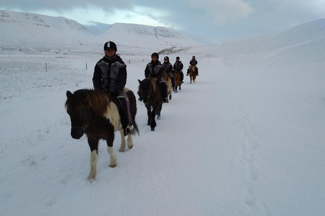 The Viking Horse Riding Experience in North Iceland - Reviews Highlighting the Quality and Safety