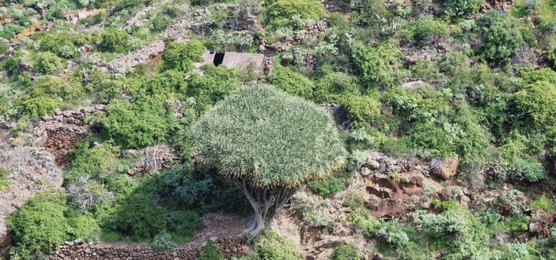 The Wildest Side of La Palma: Hiking into the Past in Garafía - Discover La Palma’s Wildest and Most Unknown Side