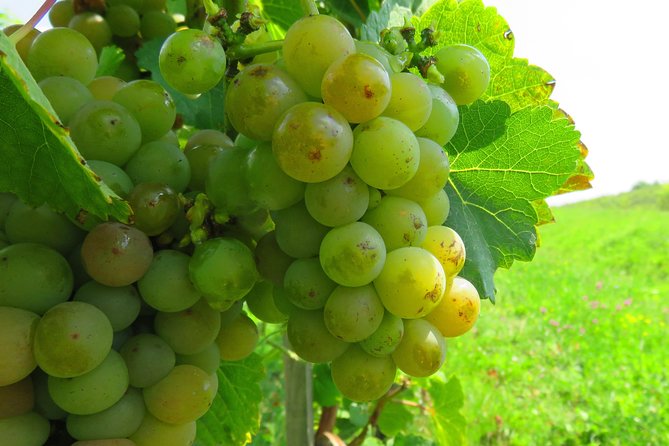 The wine route by bike - Return to Bellu Manor: Completing the Loop