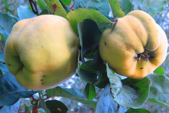 The wine route by bike - What’s Included in the Tour