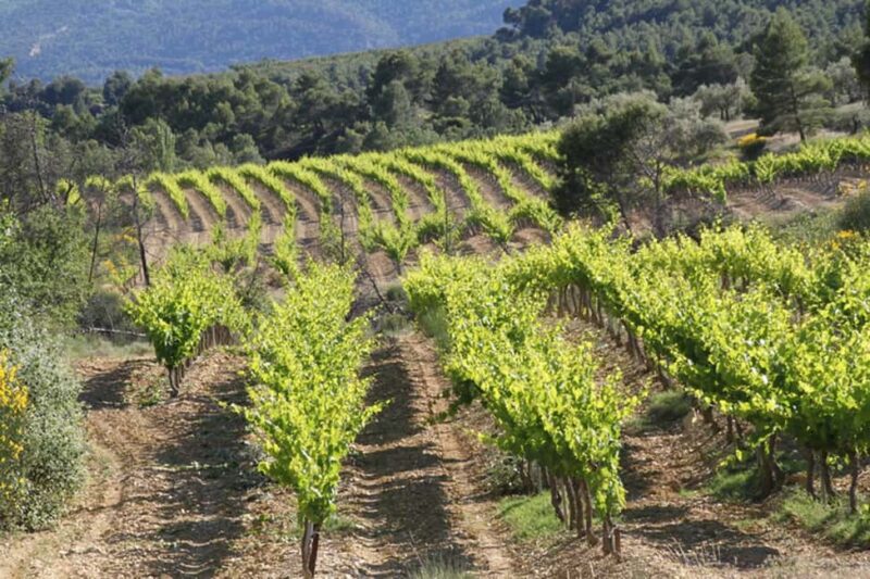 The wines of Provence.... a must to discover ! - Final Thoughts on the Provençal Bike and Wine Tour