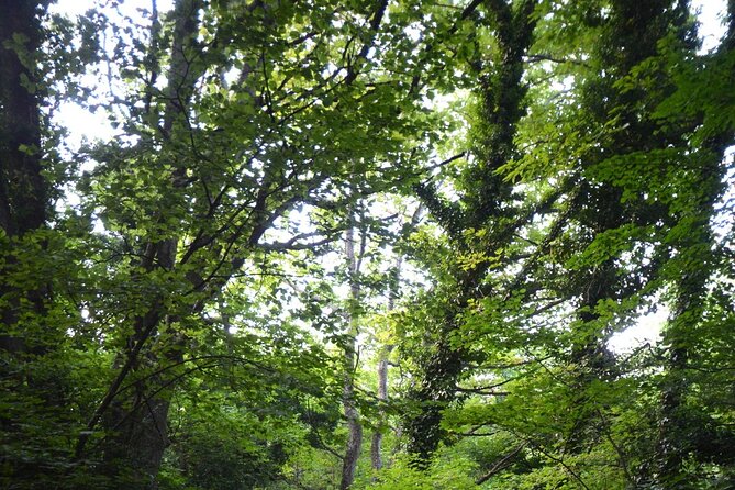 Thessaloniki to Naoussa, Wine Tasting Tour  Private Day Trip - Practical Details and Booking Info