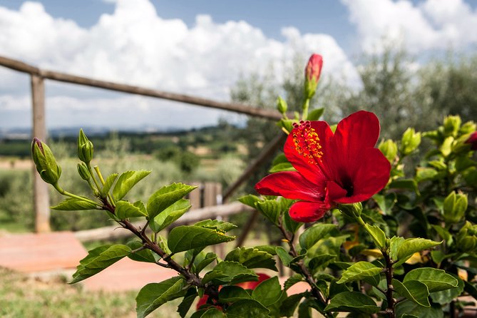 Think of a romantic meal in the Olive Trees shade, accompanied by Tuscan wines! - Key Points
