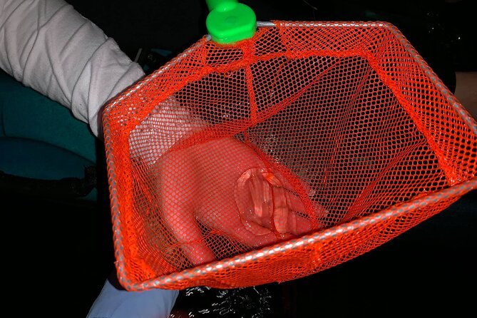 Thousand Islands Bioluminescent Kayak Tour with Cocoa Kayaking! - Physical Requirements and Accessibility