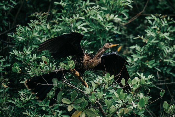 Thousand Islands Mangrove Tunnel Kayak Tour with Cocoa Kayaking! - Practical Details and Comfort