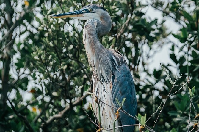 Thousand Islands Mangrove Tunnel Kayak Tour with Cocoa Kayaking! - The Experience for Families and Wildlife Enthusiasts