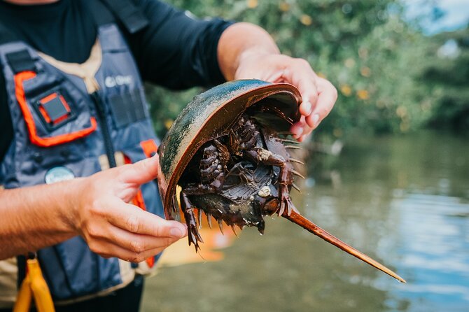 Thousand Islands Mangrove Tunnel Kayak Tour with Cocoa Kayaking! - Value for Money and Booking Tips