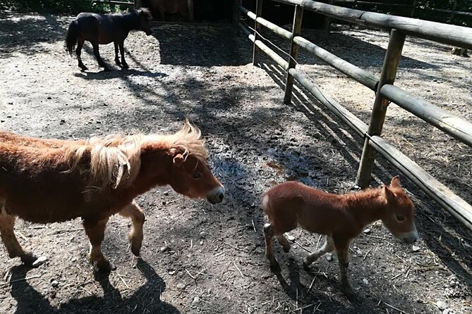 Ticket for Parco Ittico Paradiso at Zelo Buon Persico - Accessibility and Practical Info