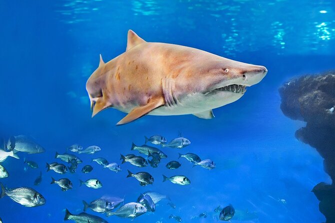 Ticket Palma Aquarium - Inside the Aquarium: Exhibits and Interactive Experiences
