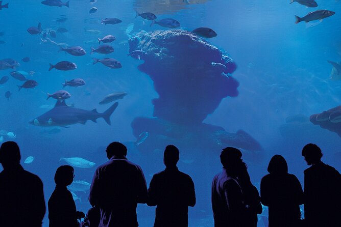 Ticket Palma Aquarium - Final Thoughts on Palma Aquarium