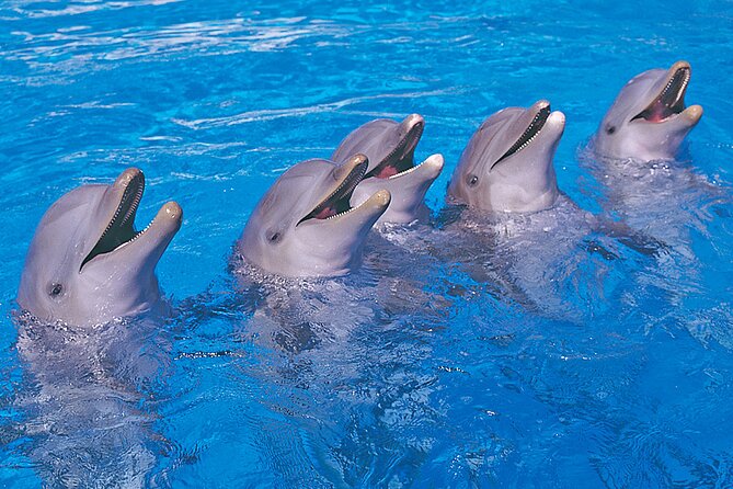 Ticket to Aqualand Tenerife - Aqualand Costa Adeje: Location and Accessibility