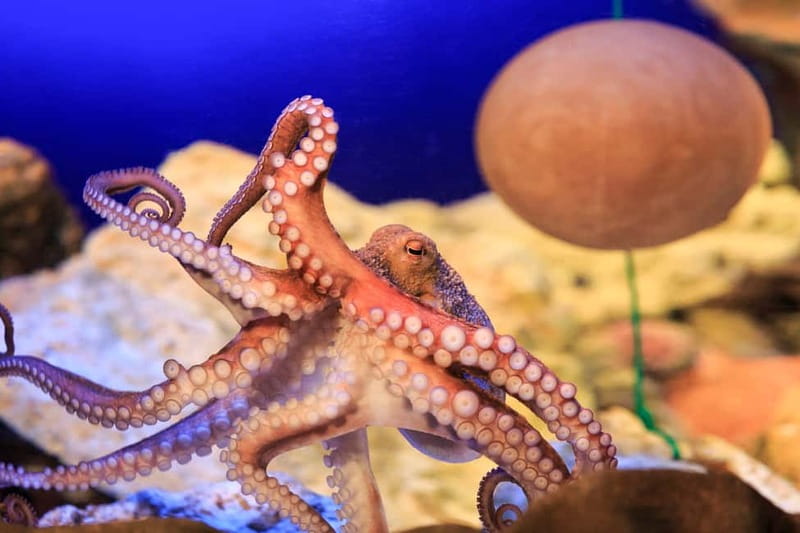 Ticket to SEA LIFE Konstanz - Interactive Zones and Family-Friendly Activities