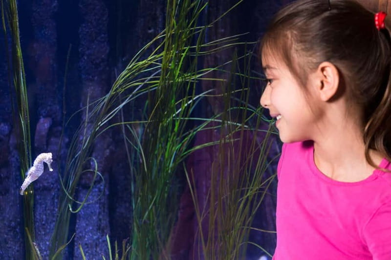 Ticket to SEA LIFE Konstanz - Practical Logistics: Meeting Point and Accessibility