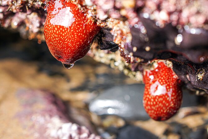 Tide Pool Safari in Monte Clérigo Beach - Marzena and the Education Approach
