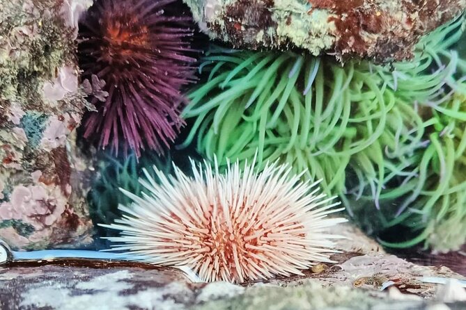 Tide Pool Safari in Monte Clérigo Beach - Group Size and Guide Personalization