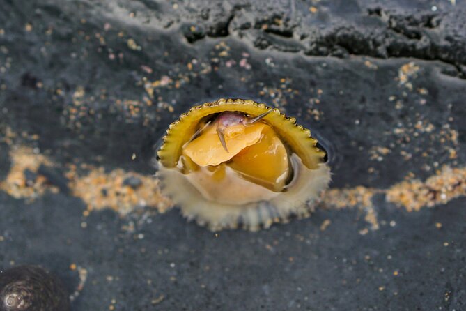 Tide Pool Safari in Monte Clérigo Beach - Booking and Cancellation Policies
