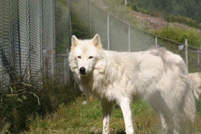 Tidewater: White Wolf Sanctuary Tour and Presentation - Explore the Unique White Wolf Sanctuary in Tidewater, Oregon